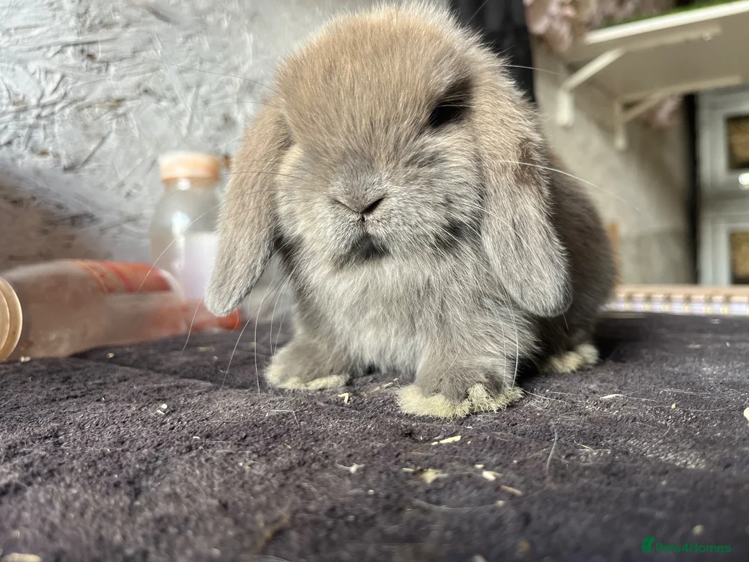 Mini Lop rabbits for sale: Mini lop - Advert 1