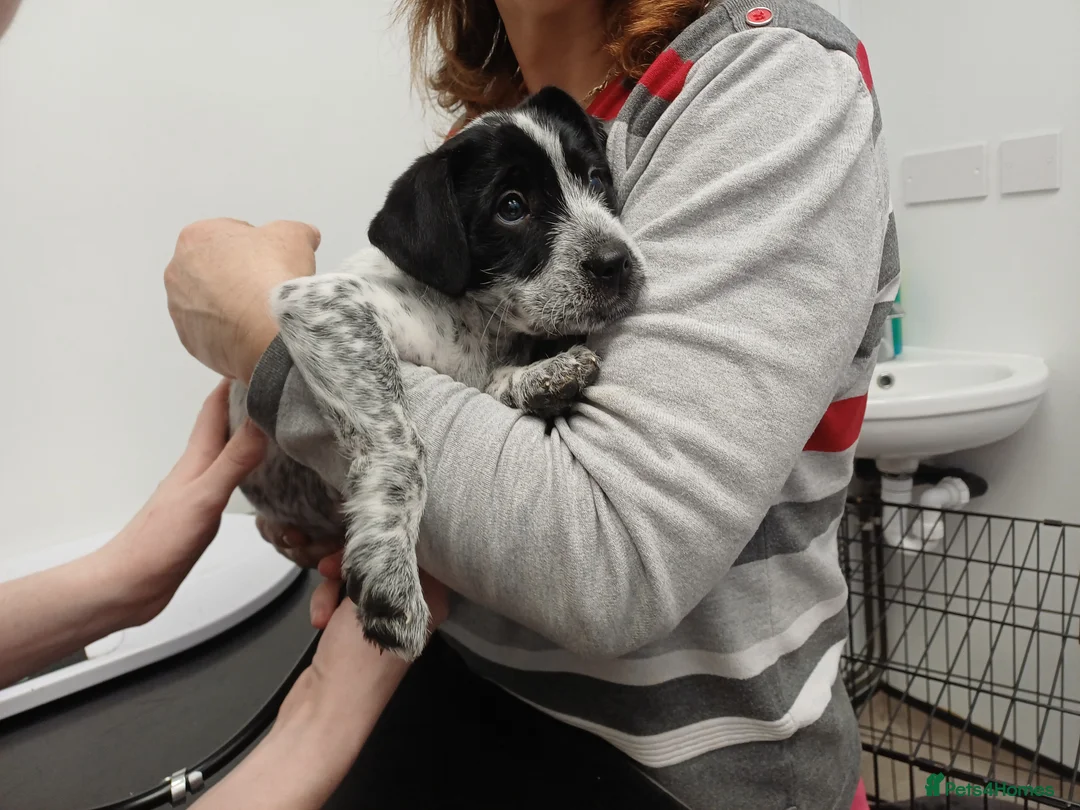 Mixed Breed dogs for adoption: 🐾🍁MAPLE – a Sweet, Speckled Little Treasure🍁🐾 - Advert 2