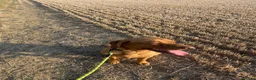 Labrador Retriever dogs for sale: Gorgeous foxred Labrador  - Advert 4