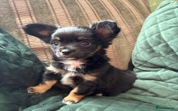 Chihuahua dogs for sale: Tiny Stunning Fluffy Chihuahua Puppy - Image 17