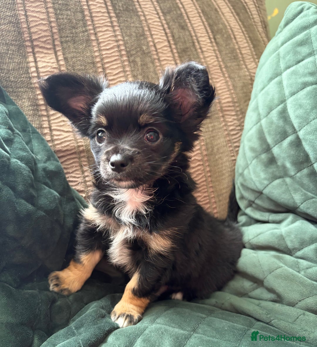 Chihuahua dogs for sale: Tiny Stunning Fluffy Chihuahua Puppy - Image 17