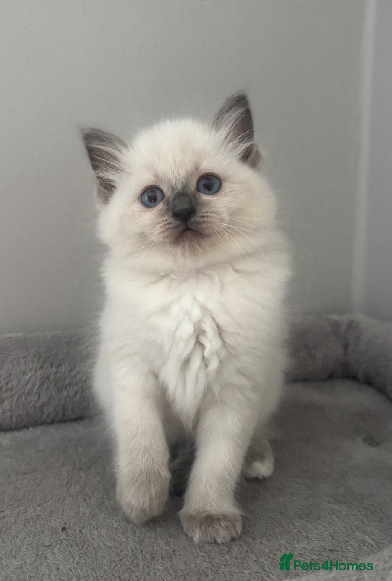 Ragdoll cats AMAZING PEDIGREE RAGDOLL KITTENS  - Advert 2