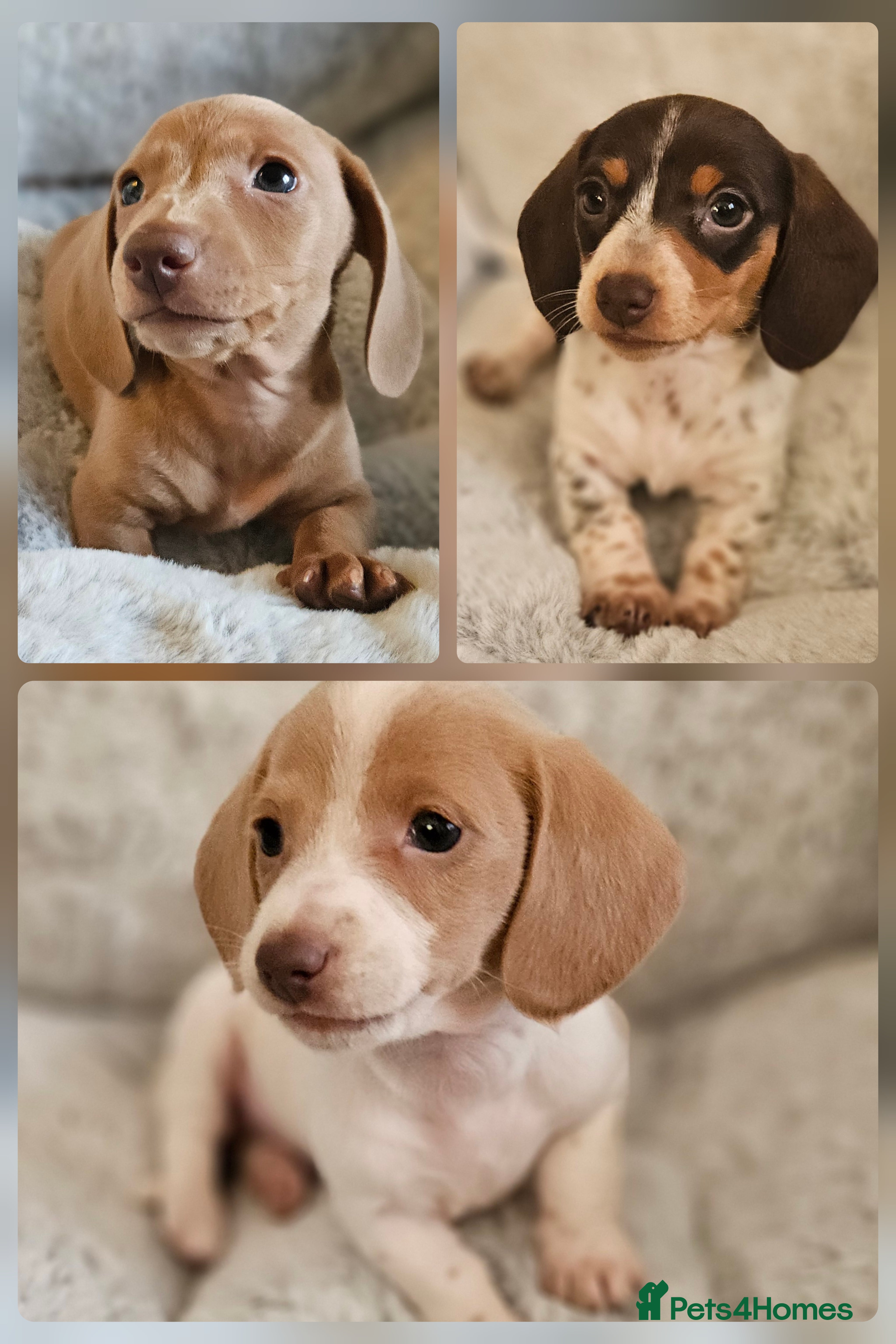 Miniature Dachshund dogs Ready to leave now kc miniature Dachshund puppies  - Advert 2