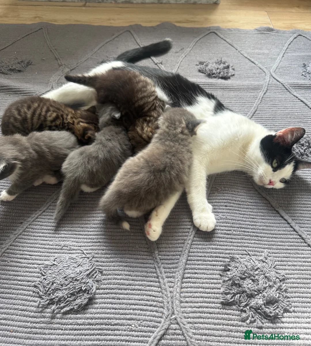 Mixed Breed cats for sale: 5 beautiful girl kittens in Stockport - Advert 8