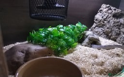 Corn Snake reptiles for sale: Corn snake looking for new home - Image 3