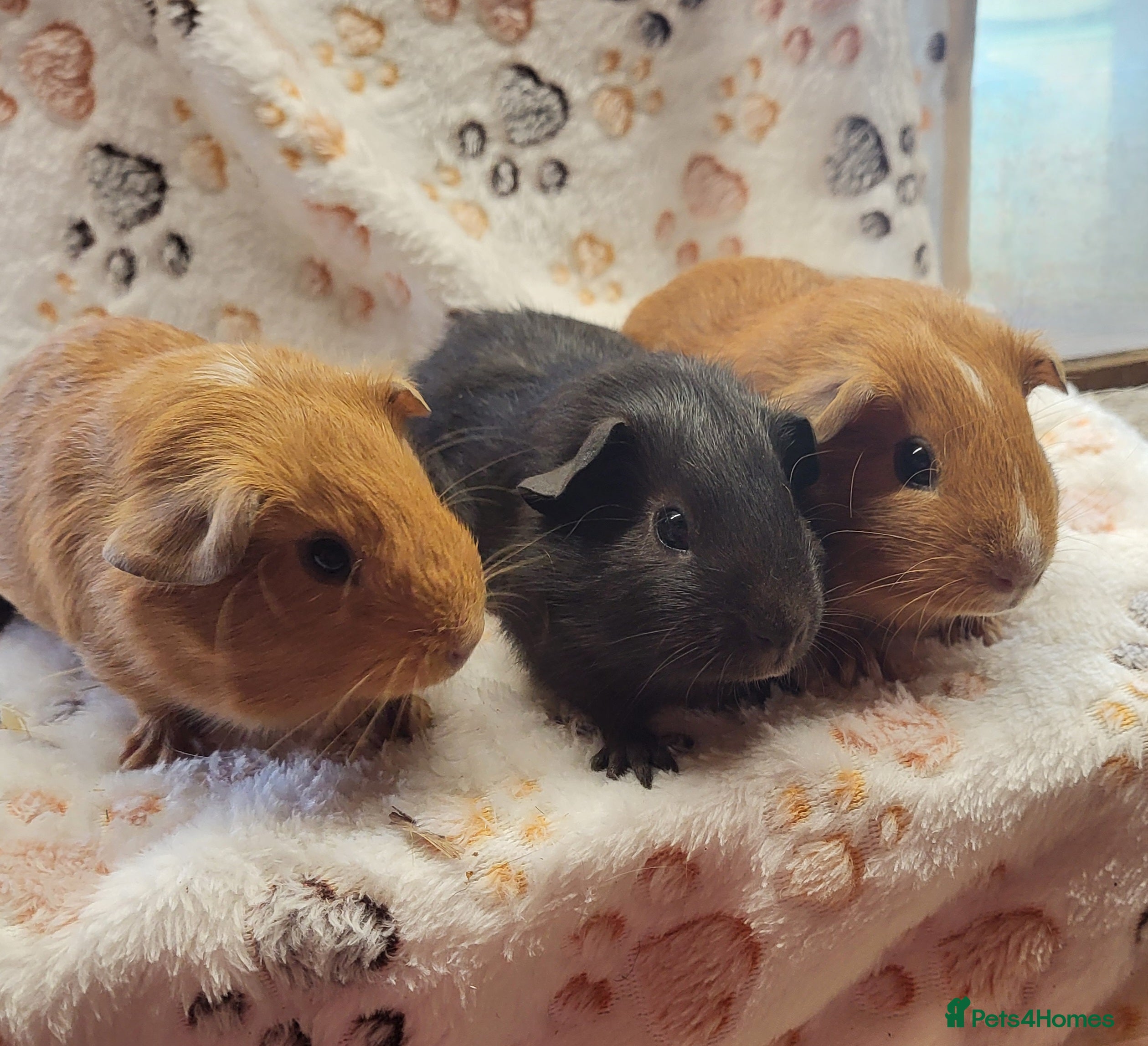 Guinea Pig rodents Sisters  - Advert 1