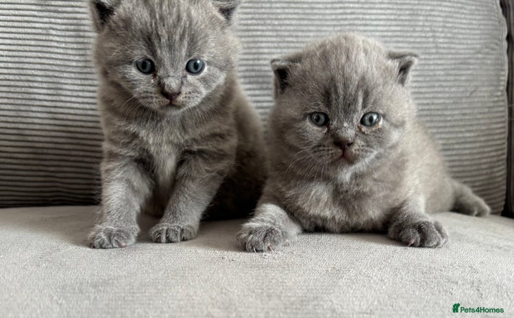 British Shorthair cats - Advert 4