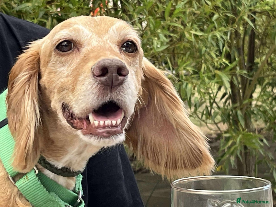 Cocker Spaniel dogs for adoption: Bob needs a loving home  - Advert 11