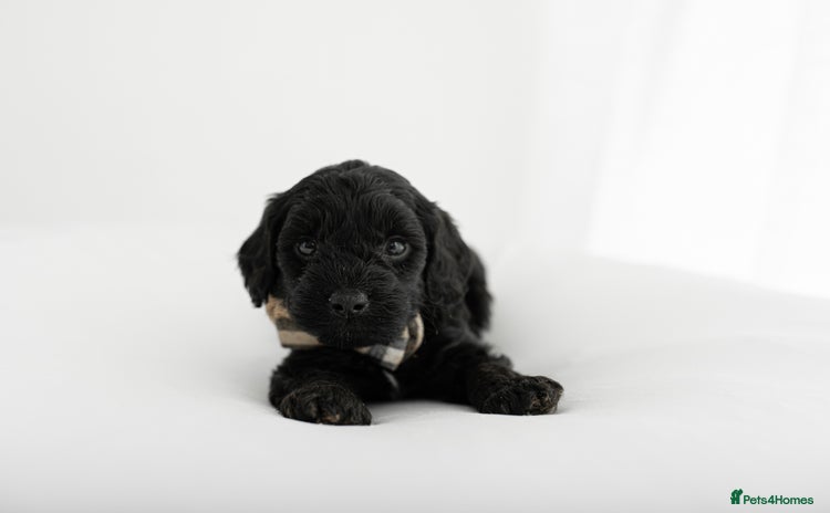 Cockapoo dogs - Advert 7