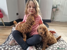 Miniature Poodle dogs - Advert 10