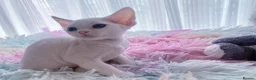 Devon Rex cats for sale: Beautiful Devon Rex kittens ❤️❤️❤️ - Advert 32