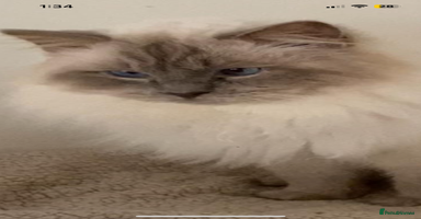 Ragdoll cats - Advert 4
