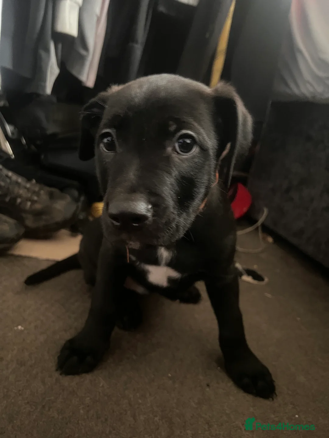 Mixed Breed dogs for sale: 8 Beautiful Mastiff x Staff x Black Mouth Cur Pups - Advert 10