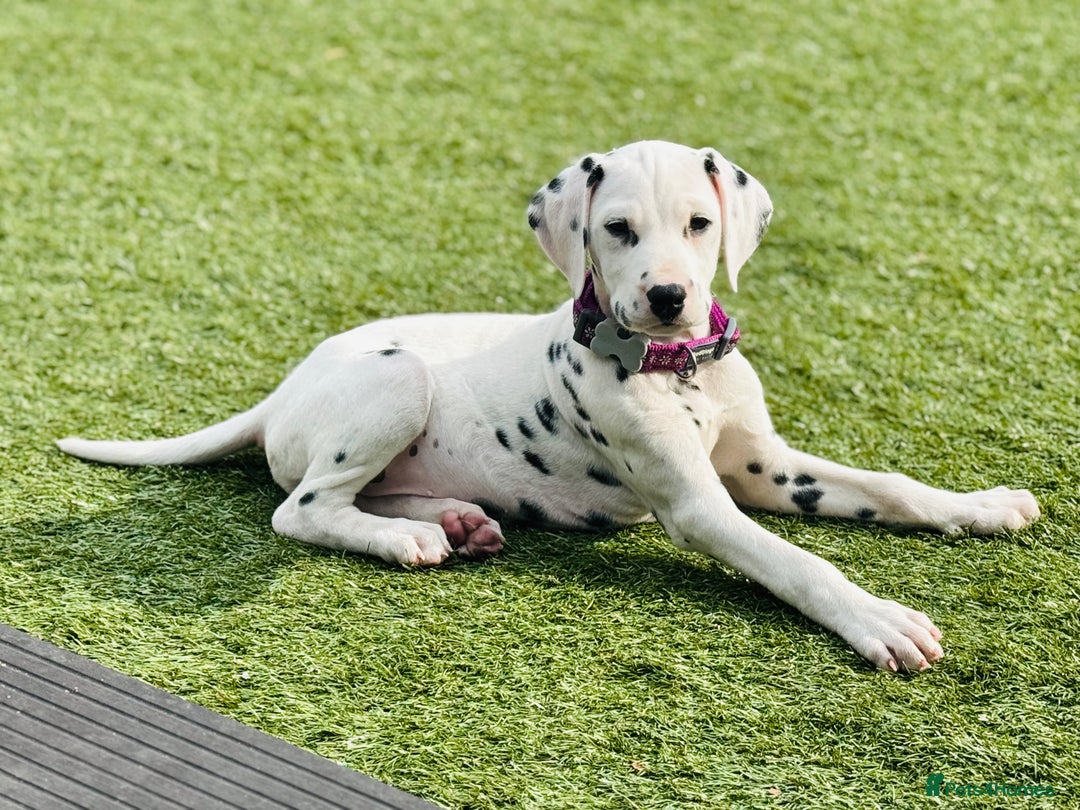 Dalmatian dogs for sale: KC Female Dalmatian  - Advert 10