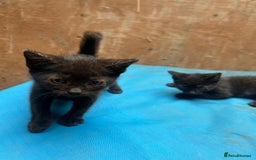 Mixed Breed cats for sale: 7 kittens looking for new home - Image 16