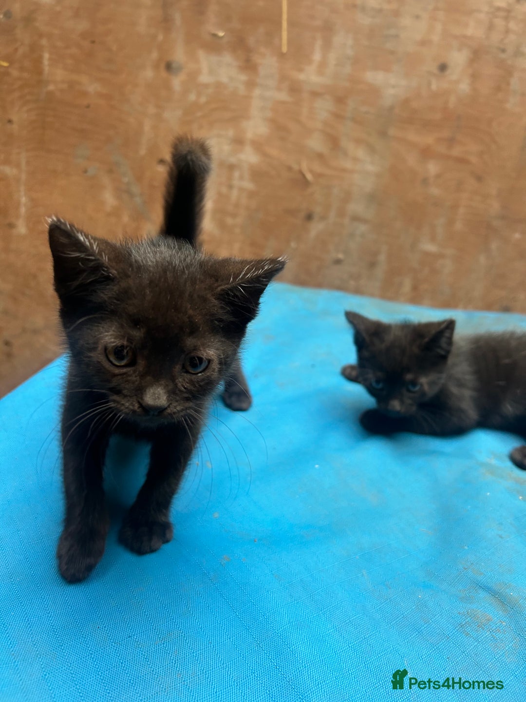 Mixed Breed cats for sale: 7 kittens looking for new home - Image 16