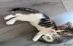 Mixed Breed cats for sale: Beautifully unique kittens - Image 14