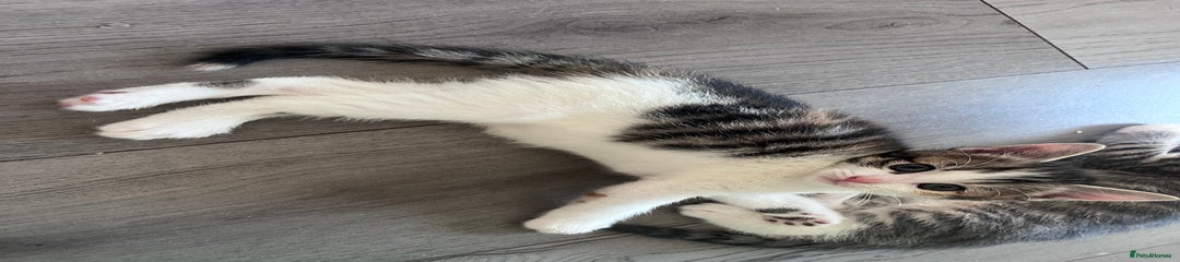 Mixed Breed Kitten 3