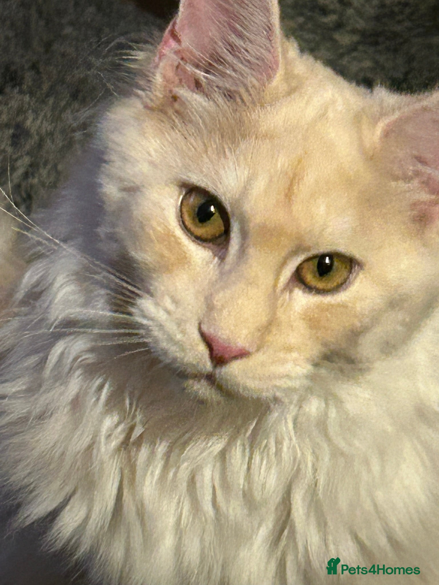 Maine Coon cats Beautiful Maine Coon Kittens - Advert 1