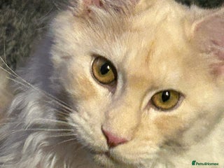 Maine Coon cats Beautiful Maine Coon Kittens - Advert 1