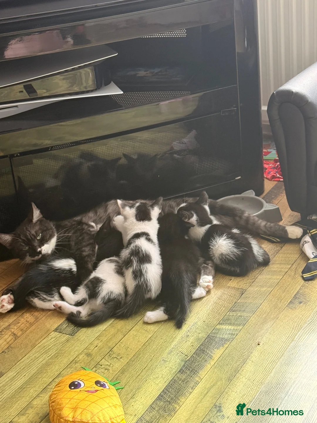 Mixed Breed cats for sale: 5 kittens ready to go - Advert 18