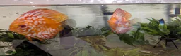Discus fish for sale: 3 Discus Fish  - Advert 3