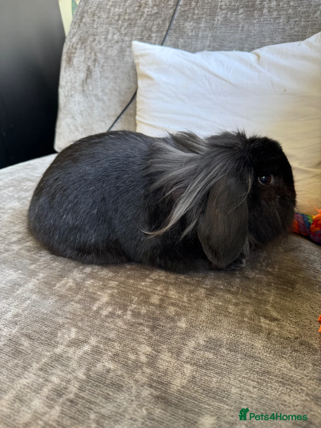 Lionhead rabbits for sale: Bugsie very friendly house rabbit  - Advert 1