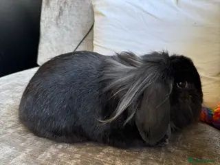 Lionhead rabbits Bugsie very friendly house rabbit - Advert 11
