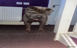 Shar Pei dogs for sale: Mika Female Shar Pei Age 4  - Image 4