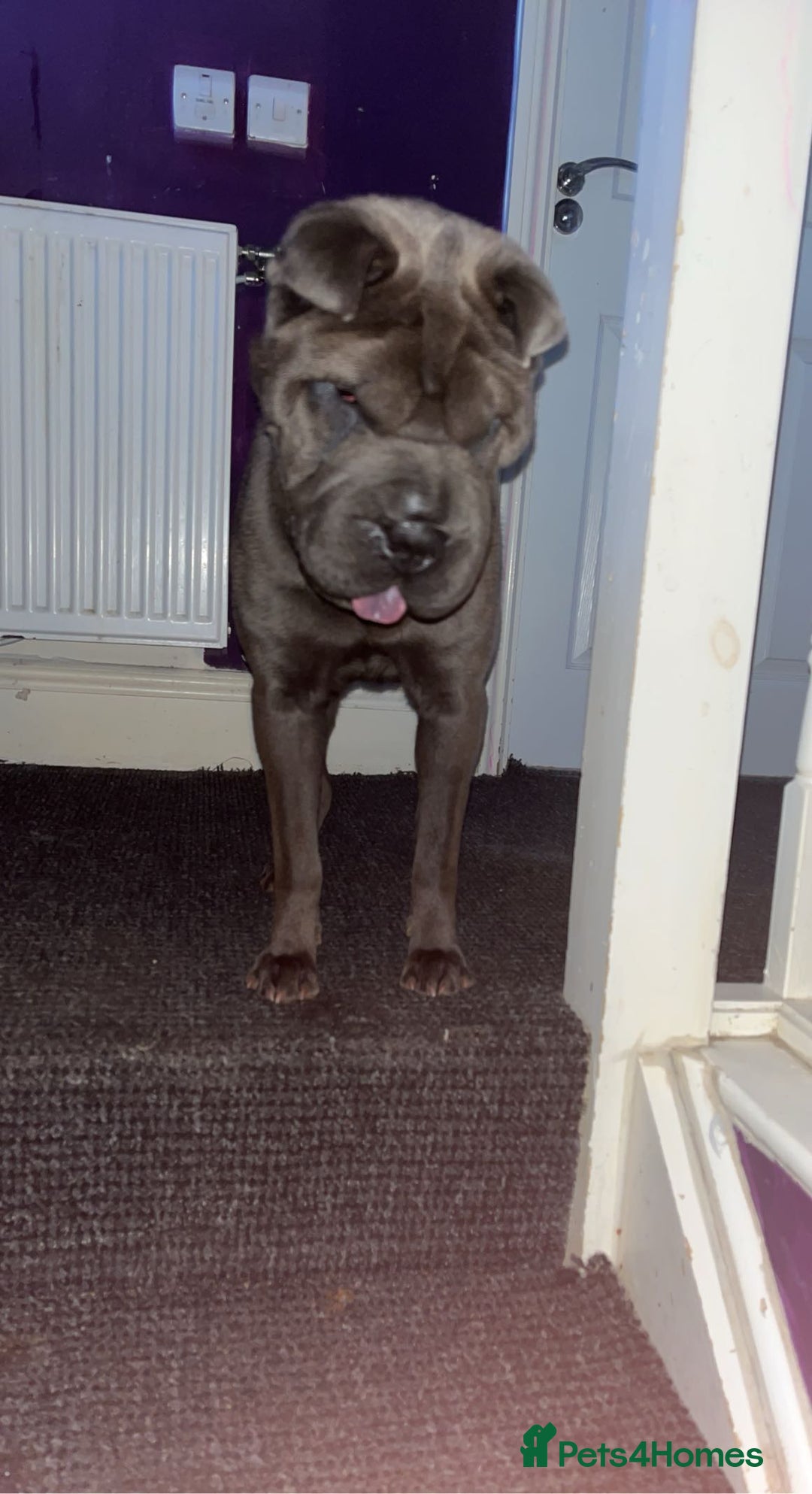 Shar Pei dogs for sale: Mika Female Shar Pei Age 4  - Image 4