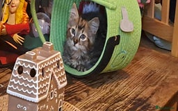 Mixed Breed cats for sale: Lovely Kittens 😻 - Image 4