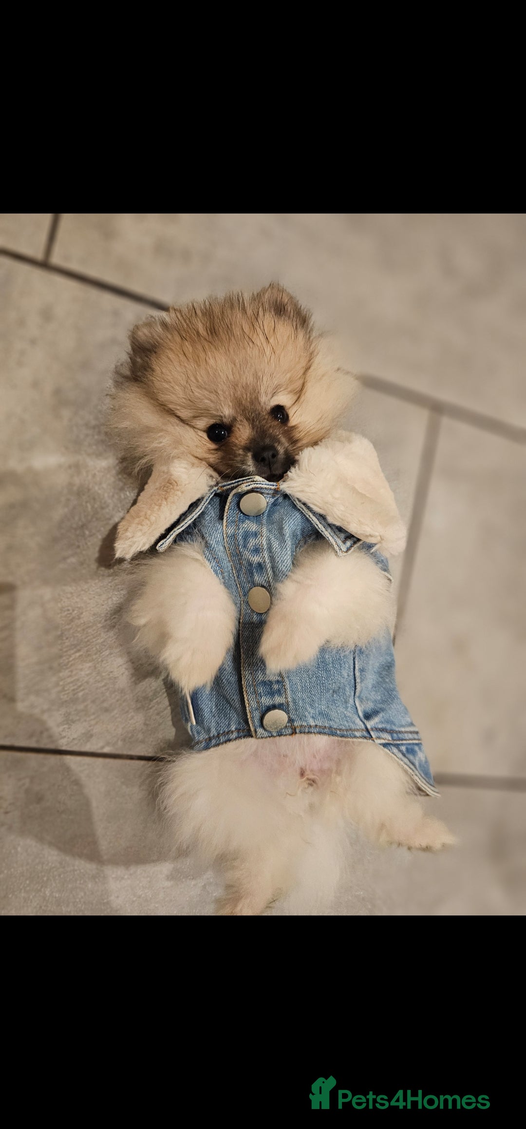 Pomeranian dogs for sale: Hi my name it's Laura - Advert 2