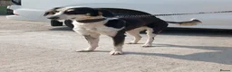 Mixed Breed dogs for sale: Beautiful boy ben - Advert 1