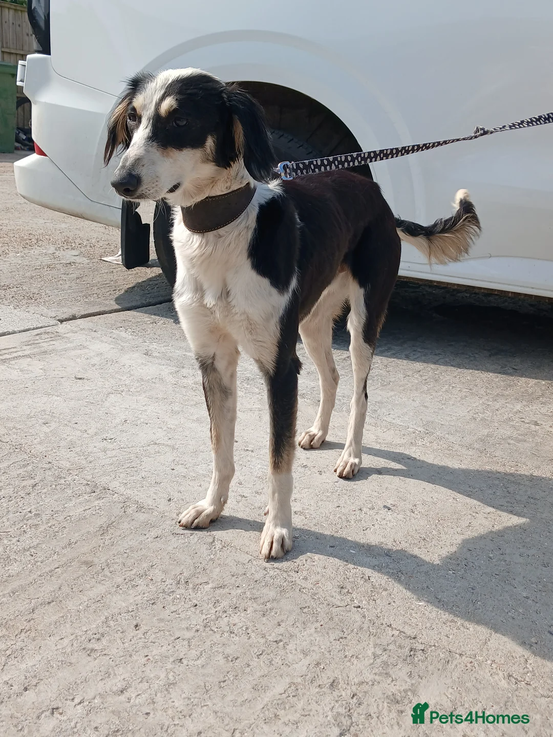 Mixed Breed dogs for sale: Beautiful boy ben - Advert 1