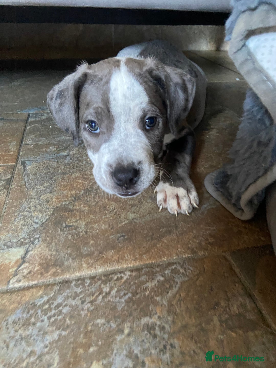 Mixed Breed dogs for sale: NORTH AMERICAN MASTIFF - Image 3