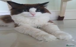 Ragdoll cats for stud: Blue Bicolour Ragdoll Male for Stud - Image 1