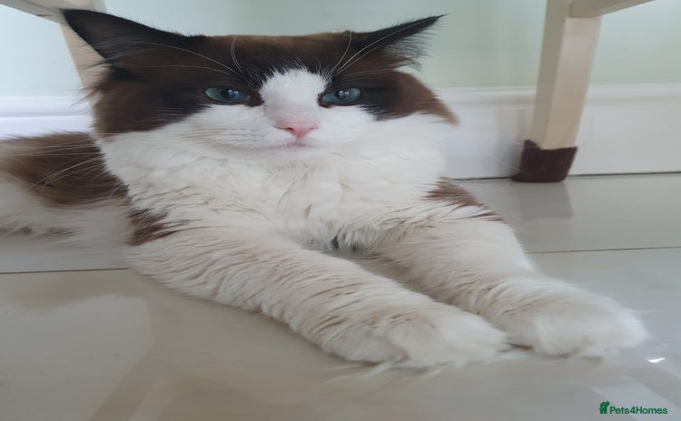 Ragdoll cats - Advert 4