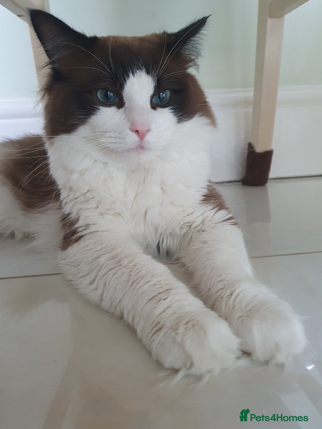 Ragdoll cats for stud: Blue Bicolour Ragdoll Male for Stud - Image 1