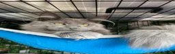Maine Coon cats for sale: 💙*🦁*BLUE MAINE COON*💎*KITTENS*🦁*💙 - Advert 24