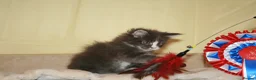 Maine Coon cats for sale: Gorgeous Maine Coon kittens from the Grand Cham - Advert 6