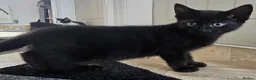 Bombay cats for sale: 2 pure black female kittens  - Advert 7