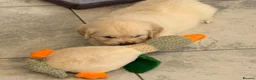 Golden Retriever dogs for sale: Kc registered fully health tested parents  - Advert 3