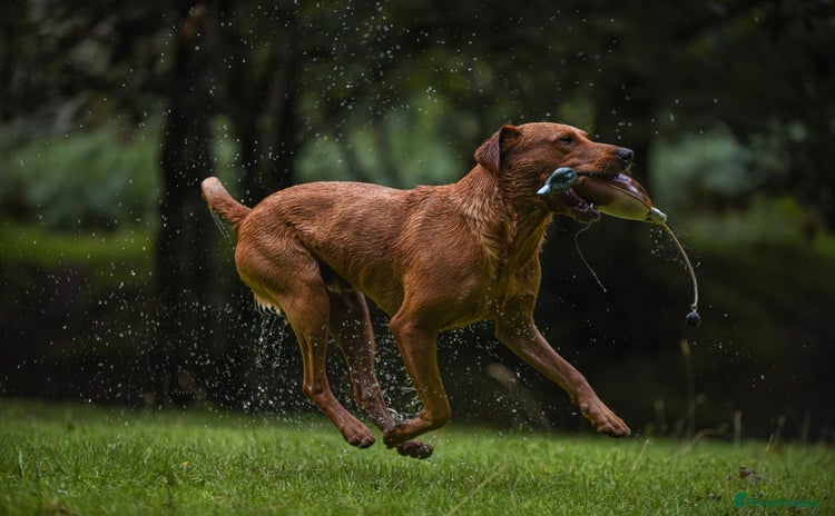 Labrador Retriever dogs - Advert 12