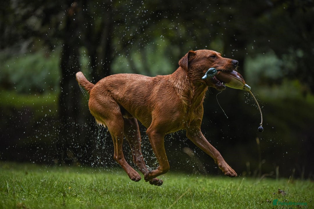 Labrador Retriever dogs for stud: Striking KC Fox Red Labrador Available for Stud  - Image 1