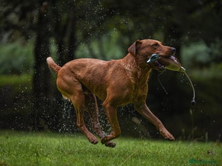 Labrador Retriever dogs - Advert 24