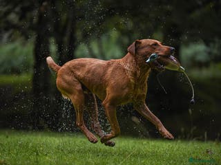 Labrador Retriever dogs Striking KC Fox Red Labrador Available for Stud - Advert 6