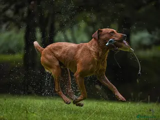 Labrador Retriever dogs Striking KC Fox Red Labrador Available for Stud - Advert 17