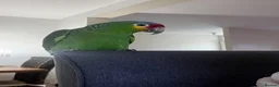 Parrots birds for sale: 3 Year Old Red Lored Amazon Parrot in Northampton - Advert 2