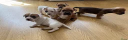 Mixed Breed dogs for sale: 5 Beautiful pups  in Stratford-upon-Avon - Advert 2