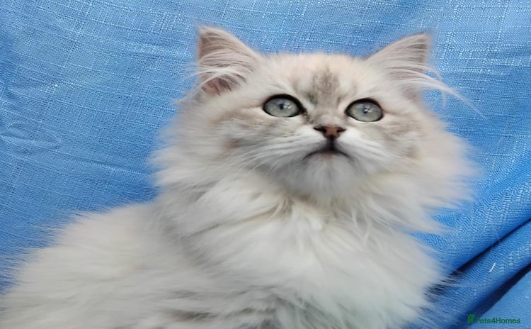 Siberian cats - Advert 7